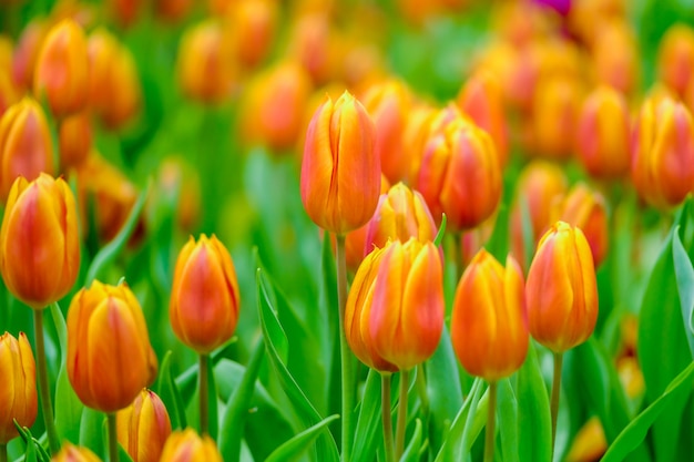 Flor de tulipa com fundo verde folha