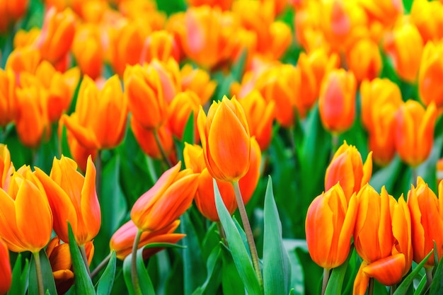 Flor de tulipa com fundo verde folha