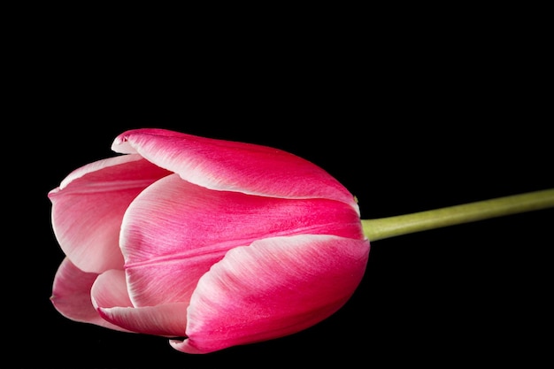 Flor de tulipa com pétala vermelha com transição para a cor branca fechada isolada em fundo preto