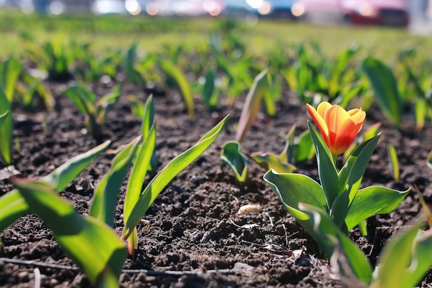 Flor de tulipa da primavera no chão