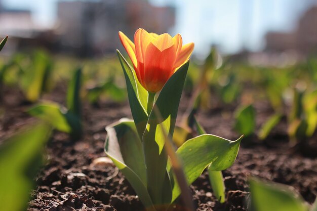 Flor de tulipa da primavera no chão