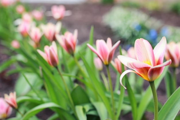 Flor de tulipa da primavera no chão