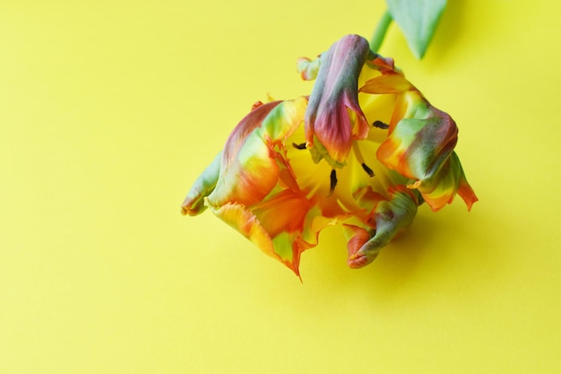 Foto flor de tulipa de papagaio da variedade rococo é laranja com listras verdes pétalas de tulipa corrugadas