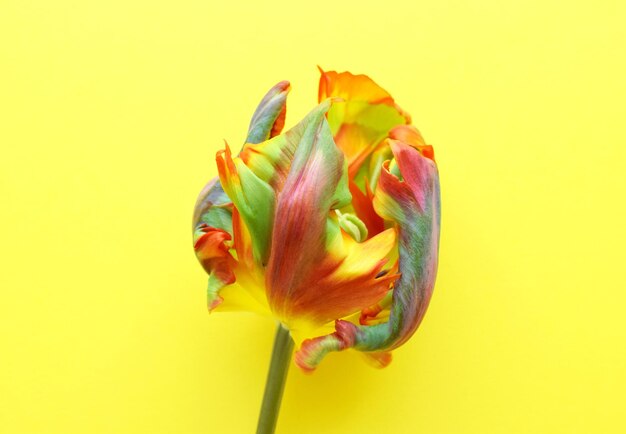 Flor de tulipa de papagaio da variedade rococo é laranja com listras verdes pétalas de tulipa corrugadas