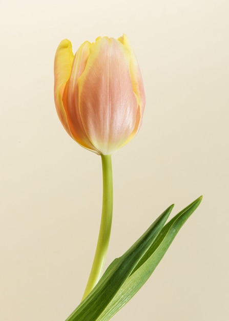 Flor de tulipa desabrochando