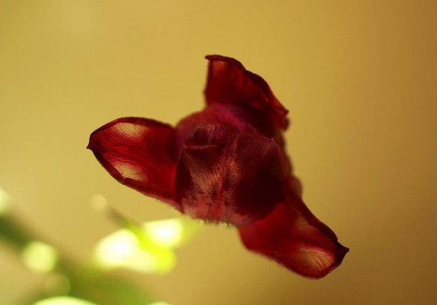 Flor de tulipa desbotada vermelha em um fundo bege