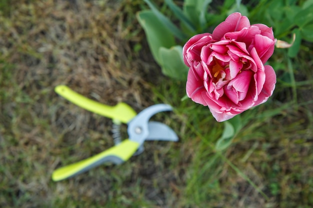 Flor de tulipa e grama verde com podador no fundo. Foco seletivo na flor. Vista do topo.