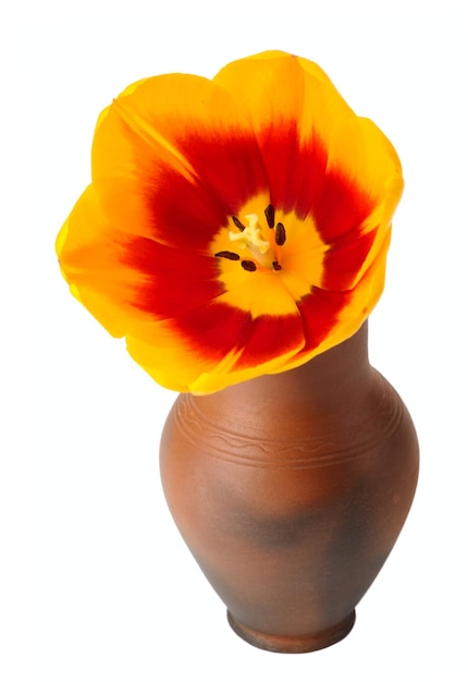 Flor de tulipa em um pote de barro vermelho