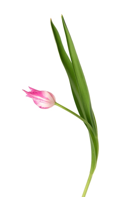 Flor de tulipa em uma haste longa com folhas isoladas em uma superfície branca