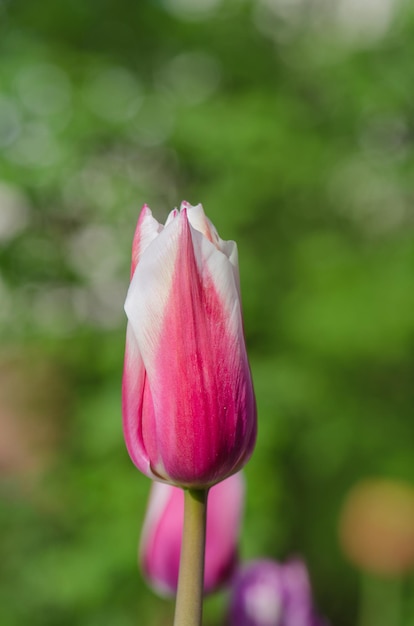 Flor de tulipa Fontainebleau Purpe tulipa bordada com tons de branco cremoso