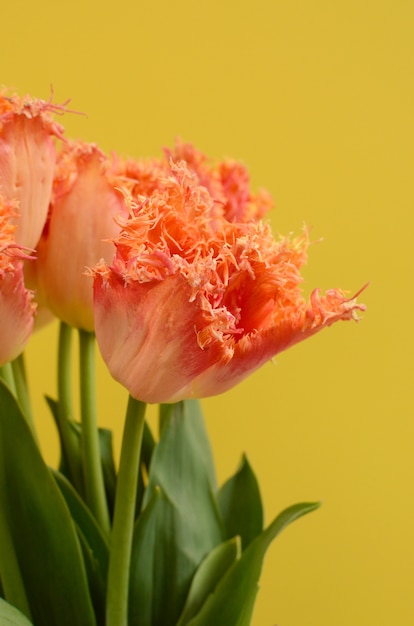 Flor de tulipa laranja em fundo amarelo