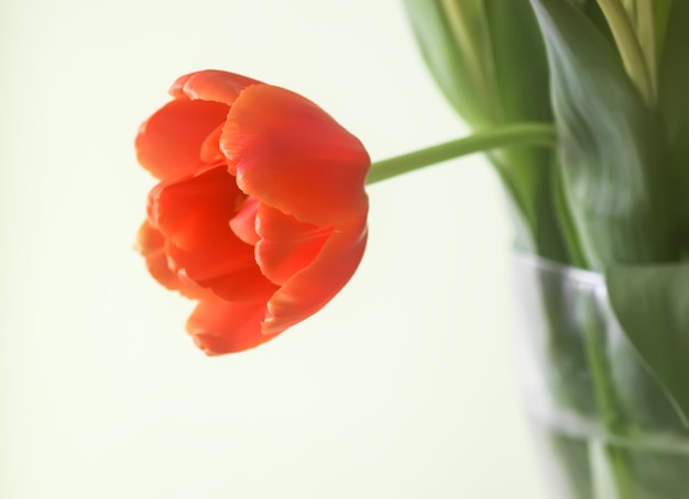Flor de tulipa Linda planta de primavera na época de floração