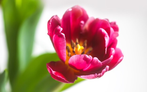 Flor de tulipa Linda planta de primavera na época de floração
