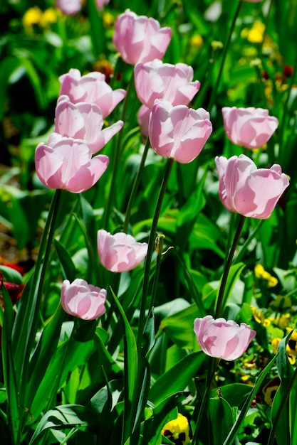 Flor de tulipa maravilhosa