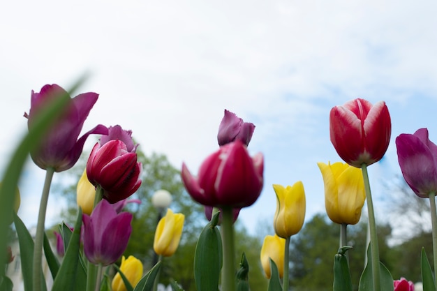 Foto flor de tulipa no céu