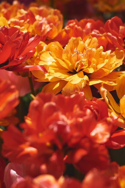 Foto flor de tulipa peônia de cor laranja e vermelha amarela brilhante