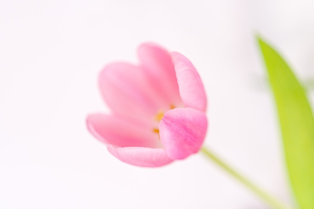 Flor de tulipa rosa com folhas verdes close-up