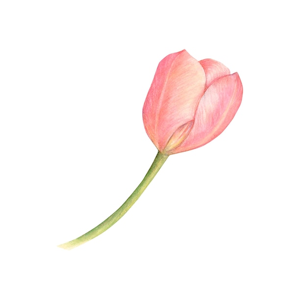 Flor de tulipa rosa em aquarela isolada em um fundo branco