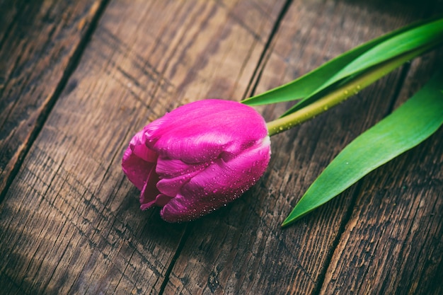 Flor de tulipa rosa em fundo de madeira