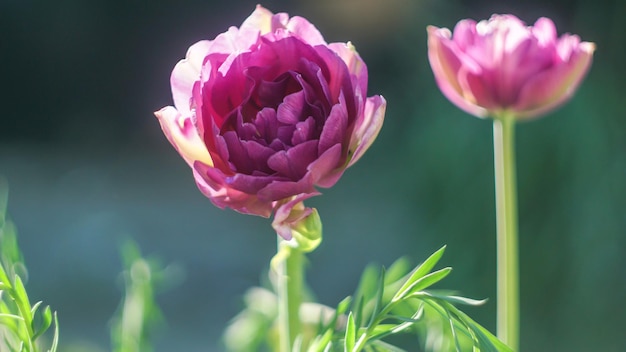 flor de tulipa rosa na luz do sol