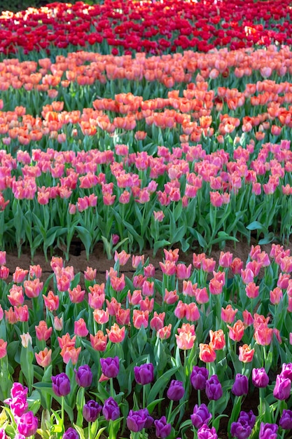 Flor de tulipa roxa e vermelha linda no jardim primavera.