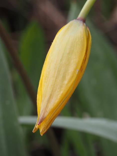 flor de tulipa selvagem Tulipa suaveolens