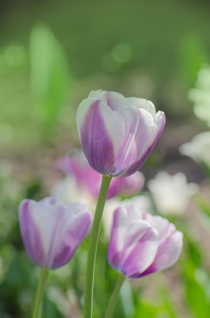 Flor de tulipa Siesta