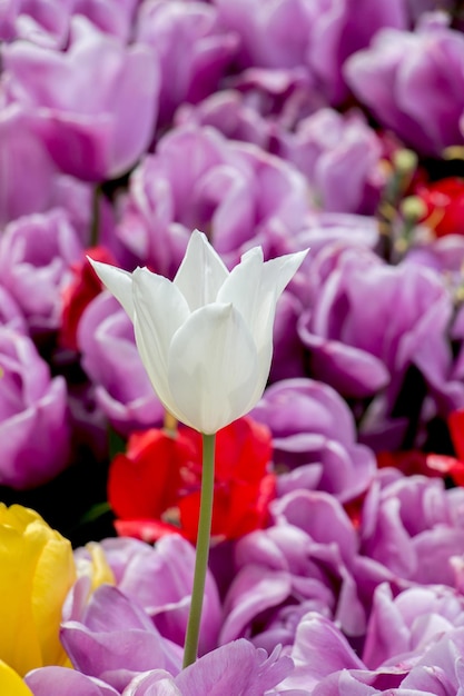 Flor de tulipa única na temporada de primavera