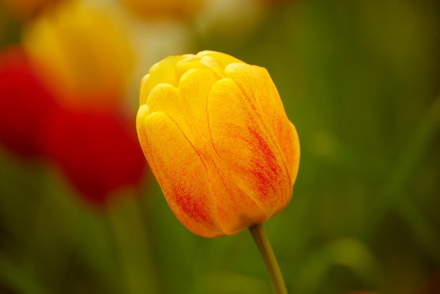 Flor de tulipa única