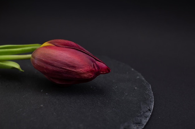 Flor de tulipa vermelha brilhante em fundo preto