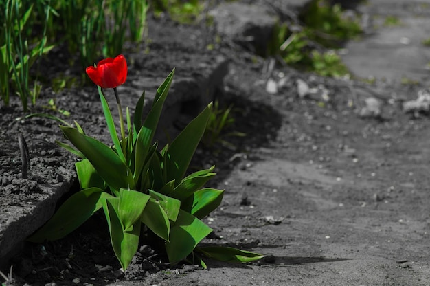 Flor de tulipa vermelha com folhas verdes e grama em fundo preto e branco desfocado Papel de parede ou cartão postal