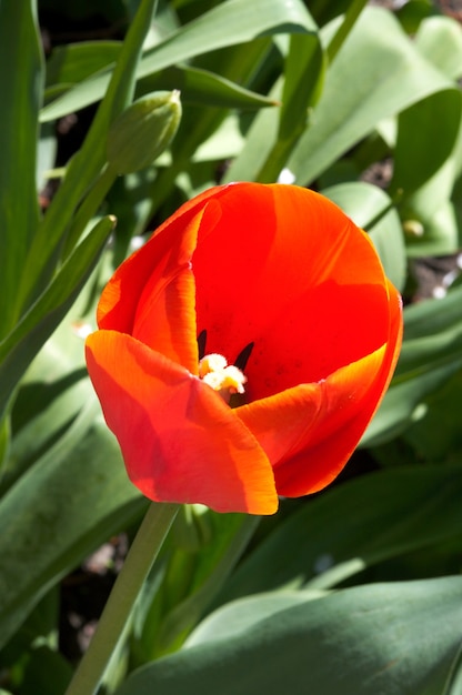 Flor de tulipa vermelha (de cima)