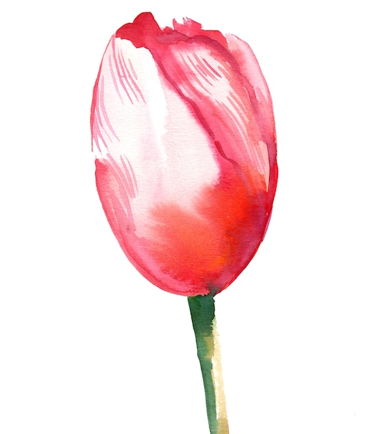 Flor de tulipa vermelha. Desenho a tinta e aguarela