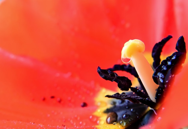 Flor de tulipa vermelha e laranja dentro de perto