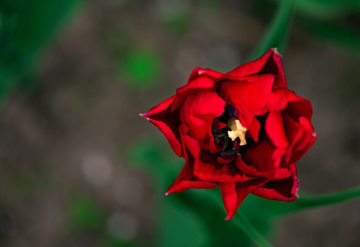 Foto flor de tulipa vermelha no jardim flor de tulipa bonita em fundo verde desfocado fundo de flores de tulipa em flor na primavera no jardim de flores fundo floral