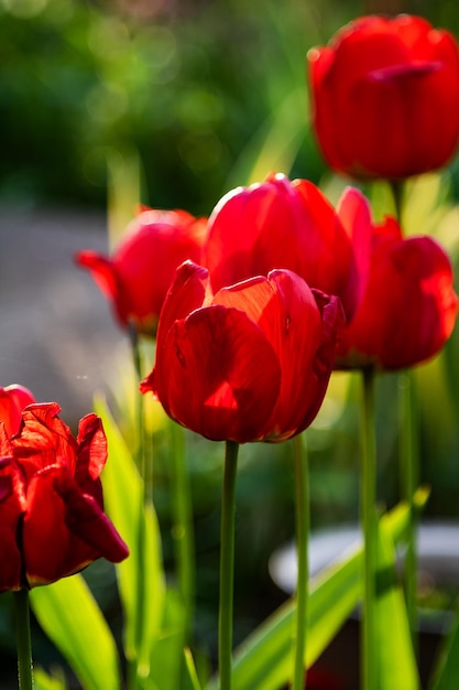 Flor de tulipa vermelha no jardim Plantar ervas e vegetais Fotografia da natureza