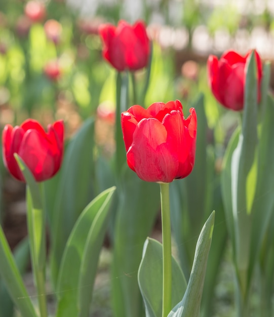 Flor de tulipa vermelha no jardim