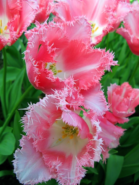Flor de tulipa vermelha rosa de forma incomum como uma estrela, muito bonita, close-up, flores de primavera
