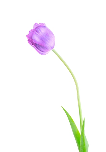 Flor de tulipa violeta roxa com folhas verdes isoladas