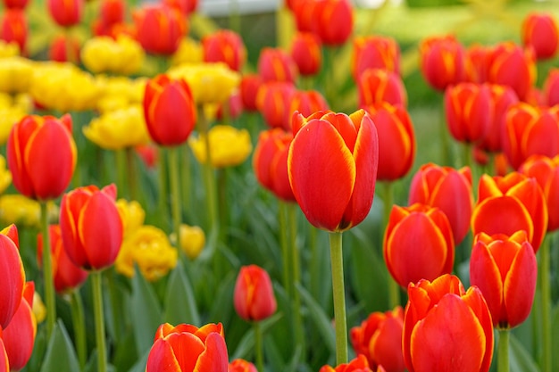 flor de tulipas belo campo de tulipas em close-up