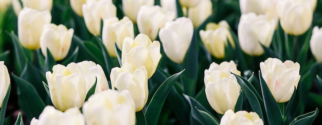 Flor de tulipas brancas