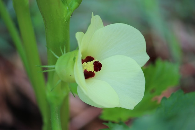 Flor de um dedo de senhoras