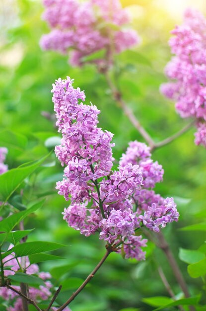 Flor de um lilás