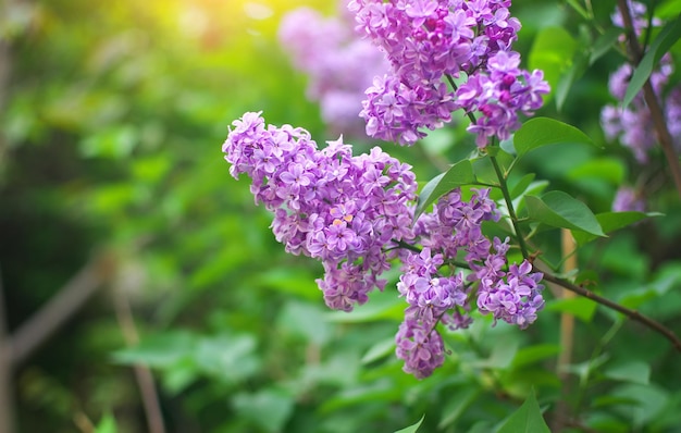 Flor de um lilás