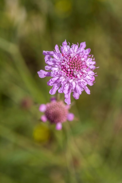 Flor de um pombo escaboso, Scabiosa columbaria