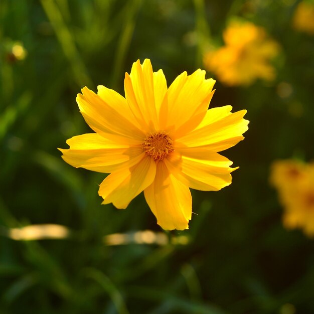 Foto flor de uma margarida amarela no jardim na perspectiva do pôr do sol e do sol