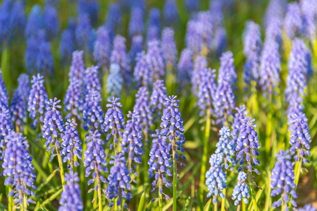 Flor de uva Jacinto Muscari armeniacum