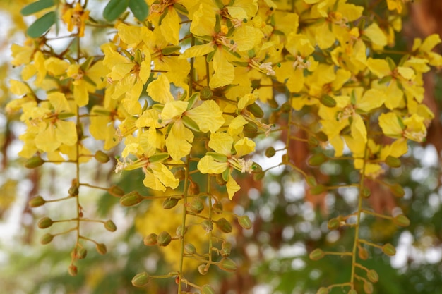 Flor de vagem de cobre