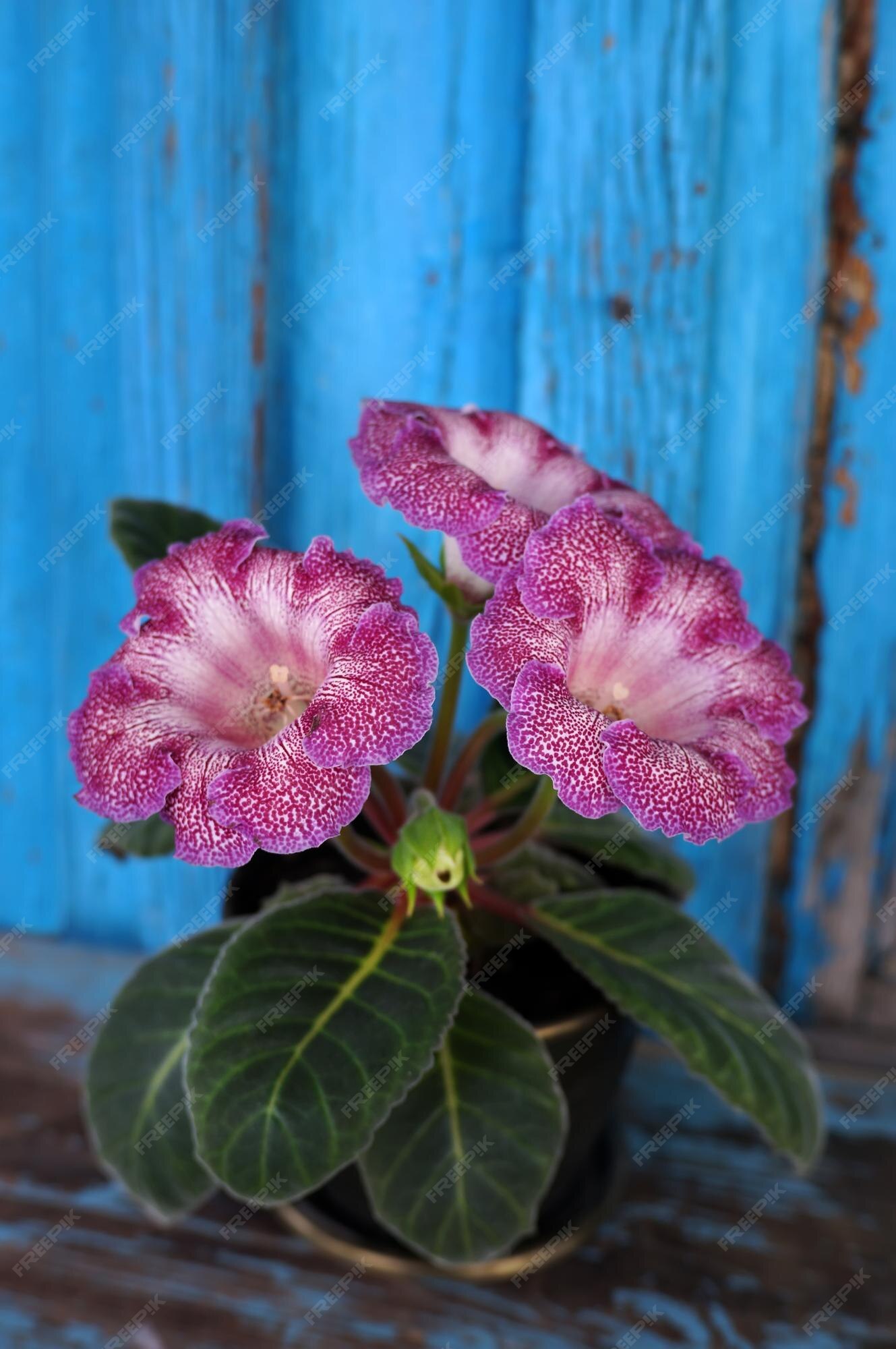 Flor de veludo gloxinia em um vaso de flores | Foto Premium