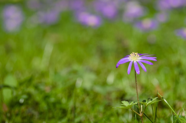 Foto flor de vento de inverno no prado verde em close